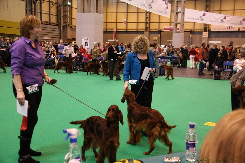 Crufts2011 462.jpg